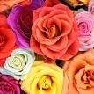 imagesCAEMGO7B