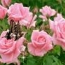 imagesCAQ2AUOE