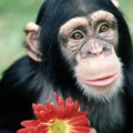 378778~Chimpanzee Holding a Red Flower Posters