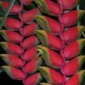 05 heliconia rostrata