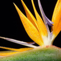 Heliconia
