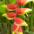 Heliconia 3