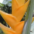 Heliconia caribaea small