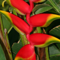 Heliconia rostrata