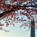 Japan... japan