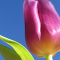 1024 Magenta Tulip 1