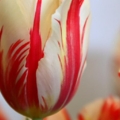 6642tulipa1