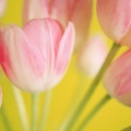 beautiful bouquet, pink tulips