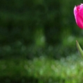 Tulip