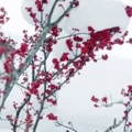 Japan... japan