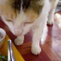 The cat is observing my foods.