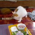 The cat watches my foods.