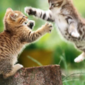 Animals (26)