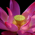 lotus31