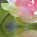 lotus32