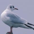 white bird
