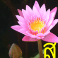 ChineseCenterMFLU 03