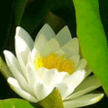 Waterlily by Nikiya80