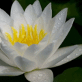 Lotus 9 1000 OK3