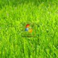 windows vista green grass big wallpapers