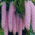 orchid1
