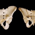 human body dissection 04