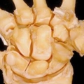 human body dissection 09