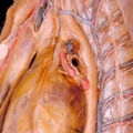 human body dissection 12