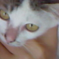 1st cat