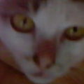 3rd cat