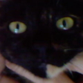 4th cat