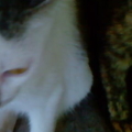 5th cat