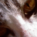 6th cat