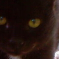 7th cat