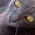 8th cat
