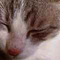 10th cat