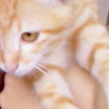 11th cat