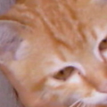 12th cat