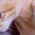 13th cat