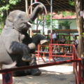 ตากลาง สุรินทร์