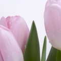 pink fresh tulips