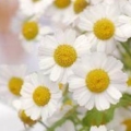 have a beautiful day daisies
