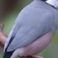 300px Buberel Unknown bird 3