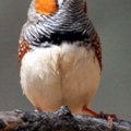 781BZ Finch Zebra