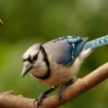 bird1
