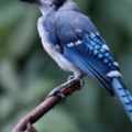 bird7