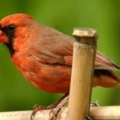 bird10
