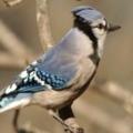 bird11