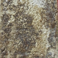 DSCN2959x