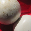 IMG 0434 resize